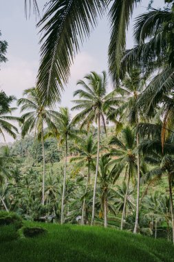 Endonezya 'nın güneydoğusunda Endonezya' da Bali adasının Ubud 'u yakınlarındaki pirinç tarlaları ve Tegalalang' ın manzarası
