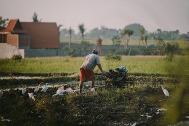 Bali / Endonezya - Aralık 2019: Bali Endonezya 'daki pirinç tarlalarında pirinç hasat ettikten sonra toprağı süren Balili işçi