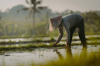 Bali / Endonezya - Aralık 2019: Çeltik pirinç tarlalarında pirinç yetiştiren Balili çiftçi. Sabahları birlikte pirinç eken bir kadın.