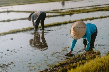 Bali / Endonezya - Aralık 2019: Çeltik pirinç tarlalarında pirinç yetiştiren Balili çiftçi. Sabahları birlikte pirinç eken bir kadın.