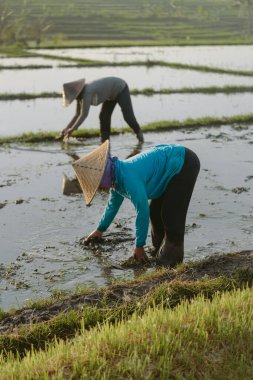Bali / Endonezya - Aralık 2019: Çeltik pirinç tarlalarında pirinç yetiştiren Balili çiftçi. Sabahları birlikte pirinç eken bir kadın.