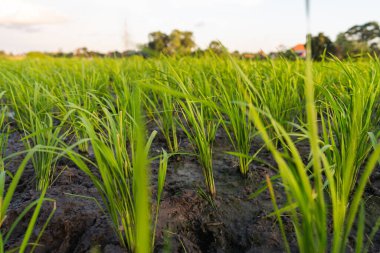 Bali 'de bir pirinç tarlasının yakınında, arka planda bir köy var. Gün boyunca yerde yeşil taze pirinç filizleri