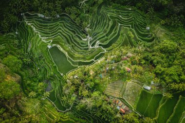 Bali 'deki pirinç ekiminin insansız hava aracı görüntüsü. Pirinç tarlaları yükseklikten, balyadan, Endonezya' dan, ubud 'dan, pirinç tarlasının geometrisinden fotoğraflar çekiyor.