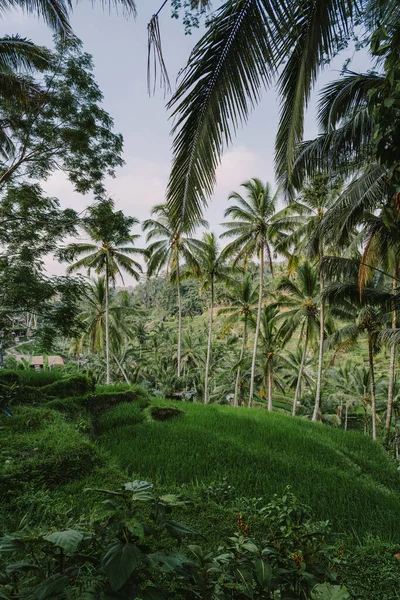 Paisagem Dos Ricefields Terraço Arroz Tegalalalang Perto Ubud Ilha Bali — Fotografia de Stock