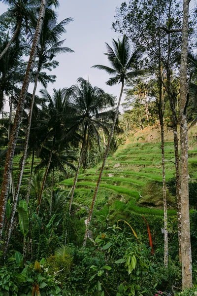 Paisagem Ricefields Terraço Arroz Tegalalalang Perto Ubud Ilha Bali Indonésia — Fotografia de Stock