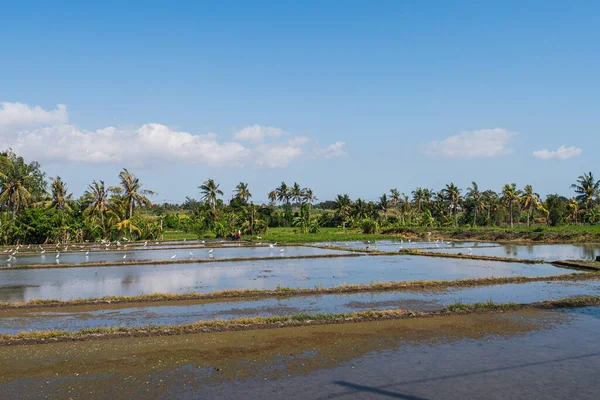 Campo Paddy Inundado Com Água Tarde Com Pássaros Ilha Bali — Fotografia de Stock