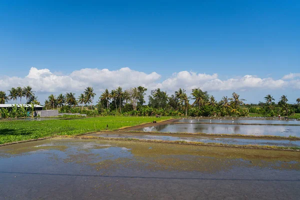 Campo Paddy Inundado Com Água Tarde Com Pássaros Ilha Bali — Fotografia de Stock