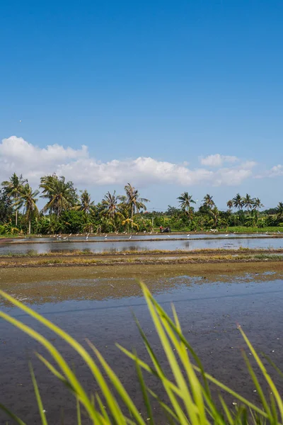 Campo Paddy Inundado Com Água Tarde Com Pássaros Ilha Bali — Fotografia de Stock