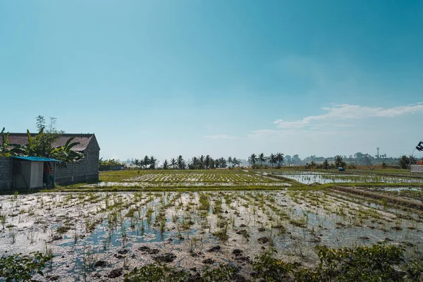 Campo Paddy Inundado Com Água Tarde Com Pássaros Ilha Bali — Fotografia de Stock