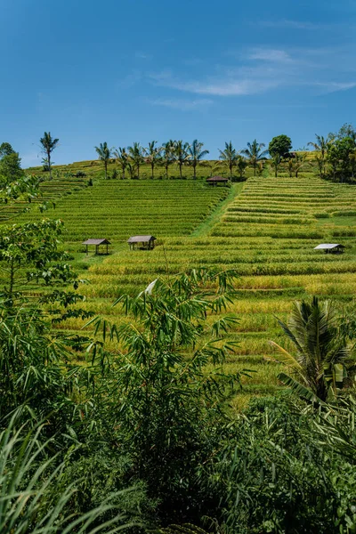 Bela Paisagem Terraços Arroz Jatiluwih Bali Indonésia — Fotografia de Stock