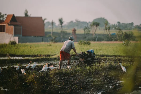 Bali Indonésia Dezembro 2019 Trabalhador Balinês Lavra Terra Após Colheita — Fotografia de Stock