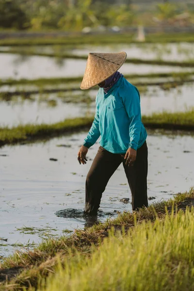 Bali Indonésia Dezembro 2019 Fazendeiro Balinês Cultivando Arroz Nas Terras — Fotografia de Stock