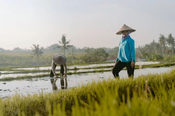 Bali Indonésia Dezembro 2019 Fazendeiro Balinês Cultivando Arroz Nas Terras — Fotografia de Stock