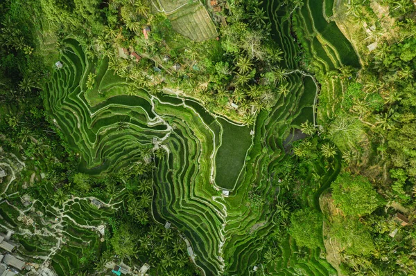 Pohled Plantáž Rýže Bali Pěšinou Procházku Palmy Rýžové Terasy Fotografie — Stock fotografie