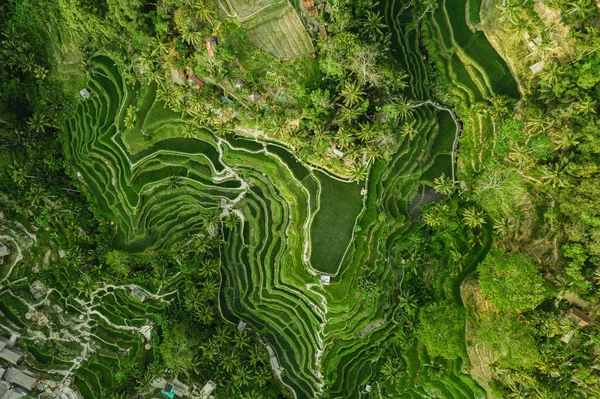 Drone View Rice Plantation Bali Path Walk Palms Rice Terraces — Stock Photo, Image