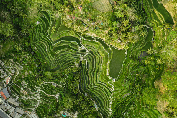Вид на рисовую плантацию на Бали с тропинкой для прогулок и пальмов.Рисовые террасы фотографии с высоты, бали, индонезии, убуда, геометрии рисового поля
