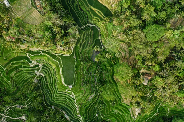 Drone view of rice plantation in bali with path to walk around and palms.Rice terraces photos from the height, bali, indonesia, ubud, the geometry of the rice field