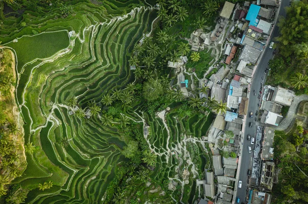 Drone Vista Plantação Arroz Bali Com Caminho Para Passear Palmeiras — Fotografia de Stock