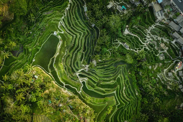 Drone View Rice Plantation Bali Path Walk Palms Ris Terrasser — Stockfoto