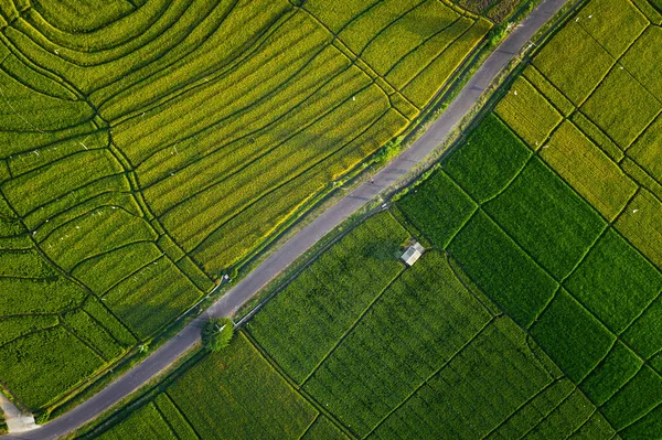 Top View Aerial Photo Flying Drone Beautiful Green Rice Field — Stock Photo, Image