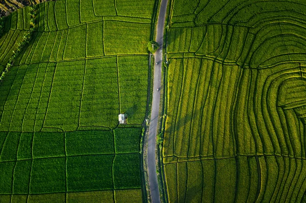 Luftbild Von Der Fliegenden Drohne Über Dem Schönen Grünen Reisfeld — Stockfoto