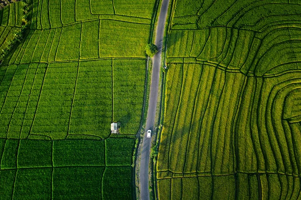 Top View Aerial Photo Flying Drone Beautiful Green Rice Field — Stock Photo, Image