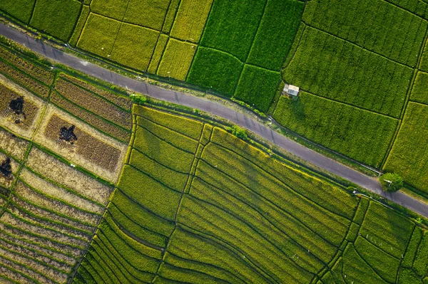 Top View Aerial Photo Flying Drone Beautiful Green Rice Field — Stock Photo, Image