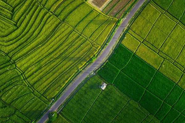 Top View Aerial Photo Flying Drone Beautiful Green Rice Field — Stock Photo, Image