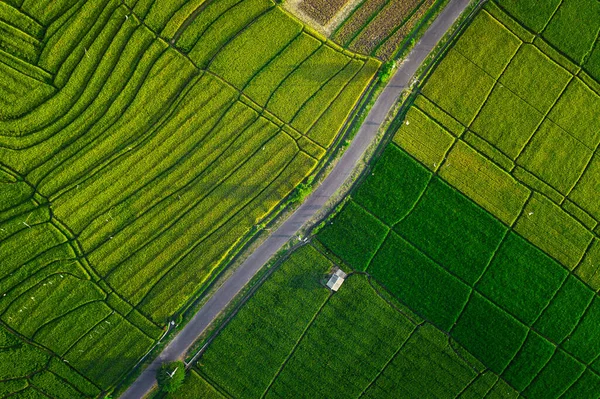 Uçan İHA 'dan güzel yeşil pirinç tarlası arkaplanı ve Bali Endonezya' dan gelen yol üzerinden en üstteki görüntü.