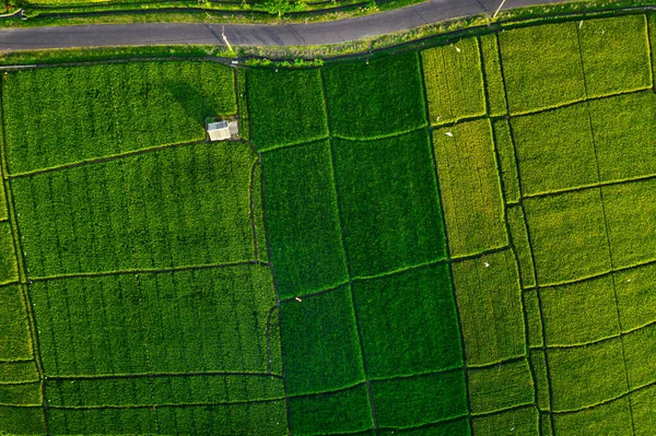 Pohled Shora Letecká Fotografie Létání Dronu Nad Krásným Zeleným Rýžovým — Stock fotografie