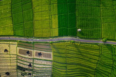 Uçan İHA 'dan güzel yeşil pirinç tarlası arkaplanı ve Bali Endonezya' dan gelen yol üzerinden en üstteki görüntü.