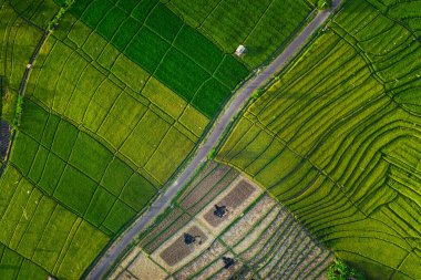 Uçan İHA 'dan güzel yeşil pirinç tarlası arkaplanı ve Bali Endonezya' dan gelen yol üzerinden en üstteki görüntü.