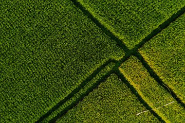 Bali pirinç teraslarının hava manzarası. Tarım paketlerinin yeşil renkli soyut geometrik şekilleri. İHA fotoğrafı doğrudan alanın üzerinde.