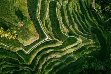 Drone view of rice plantation in bali with path to walk around and palms.Rice terraces photos from the height, bali, indonesia, ubud, the geometry of the rice field clipart