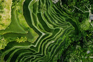 Bali 'deki pirinç ekiminin insansız hava aracı görüntüsü. Pirinç tarlaları yükseklikten, balyadan, Endonezya' dan, ubud 'dan, pirinç tarlasının geometrisinden fotoğraflar çekiyor.