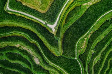 Bali 'deki pirinç ekiminin insansız hava aracı görüntüsü. Pirinç tarlaları yükseklikten, balyadan, Endonezya' dan, ubud 'dan, pirinç tarlasının geometrisinden fotoğraflar çekiyor.