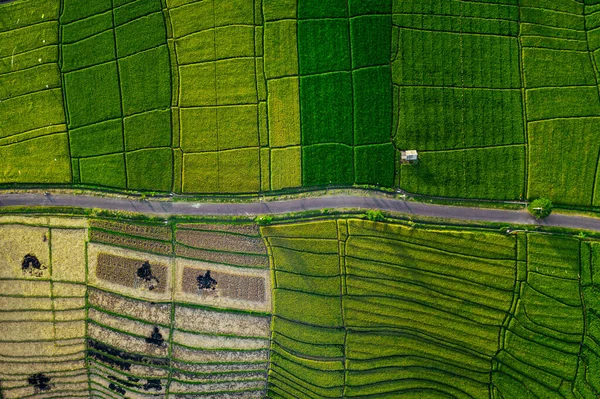 Top View Aerial Photo Fly Drone Pretty Green Rice Field — стокове фото