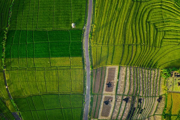 Uçan İHA 'dan güzel yeşil pirinç tarlası arkaplanı ve Bali Endonezya' dan gelen yol üzerinden en üstteki görüntü.