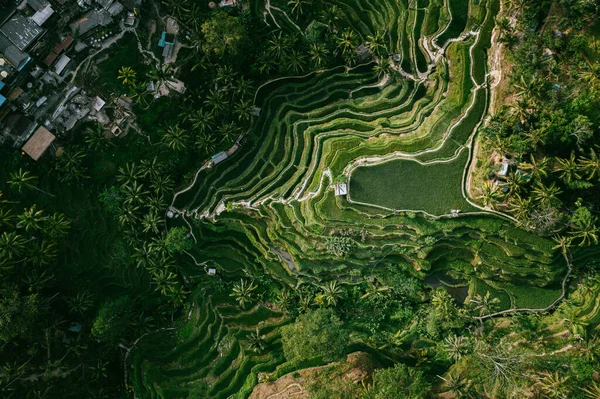 Ubud Ostrova Bali Indonésii Jihovýchodní Asii Letecký Výhled Krajina Tegalalang — Stock fotografie