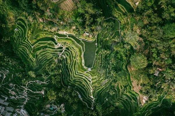 Ubud Bali Indonesien Sydostasien Flygdrönare Landskap Tegalalang Risfält Och Ris — Stockfoto