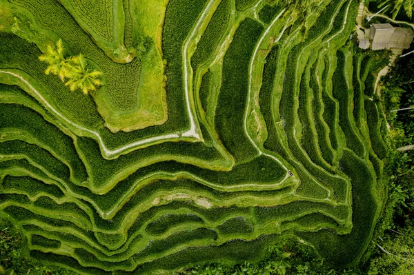 Letecký Pohled Rýžové Terasy Tegalalalang Bali Abstraktní Geometrické Tvary Zemědělských — Stock fotografie