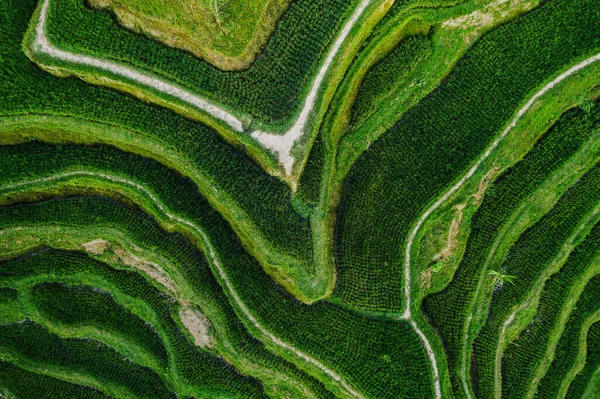 Drohnen Ansicht Der Reisplantage Bali Mit Pfad Zum Herumlaufen Und — Stockfoto