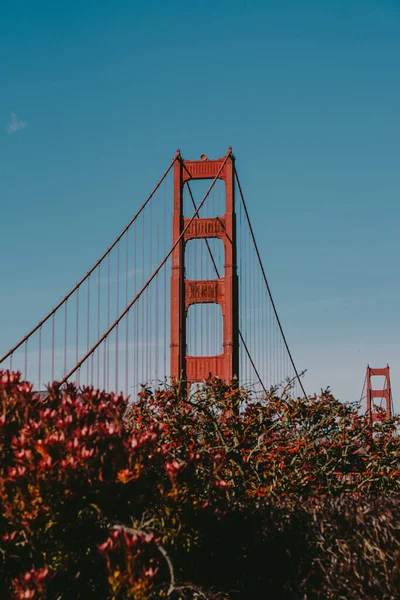 Altın Kapı Köprüsü Çiçeklerle Çevrili San Francisco Nun Ünlü Köprüsünün — Stok fotoğraf
