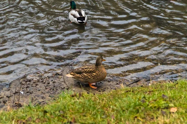 Wildenten Freier Wildbahn Einem Herbsttag — Stockfoto