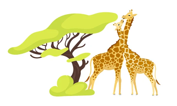 Jirafa par ilustración vector de color plano. Par de animales africanos cerca de árboles exóticos. Flora y fauna. Follaje verde. Sureño criatura aislado personaje de dibujos animados sobre fondo blanco — Archivo Imágenes Vectoriales