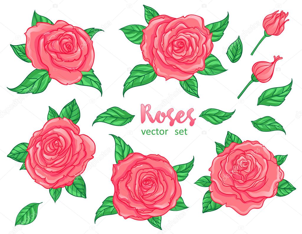 Red Roses with green leaves isolated. Set of vector isolated ill