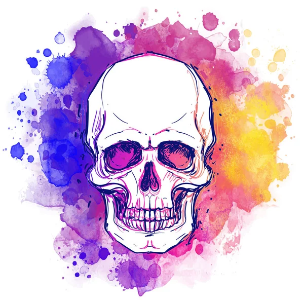 Watercolor sketchy skull — Stock Vector