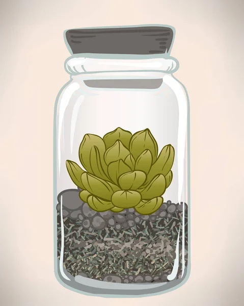 Succulent plant in glass terrarium — Stock Vector