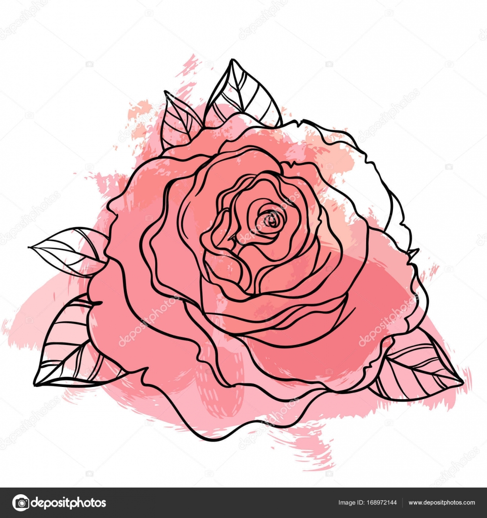 Red Rose Drawing - The Graphics Fairy