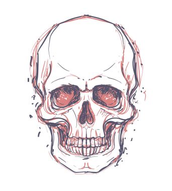 Çizim insan kafatasları 